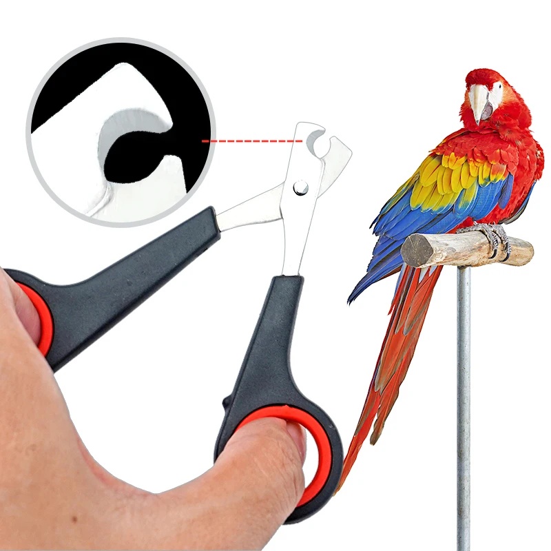 Grooming Scissors - Gunting Kuku Burung Beo 12cm, Alat